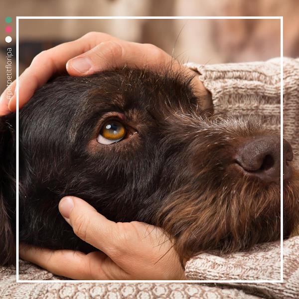 Foto 4 Pet Petit Florianópolis