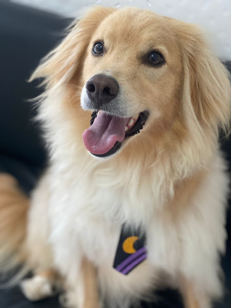 Foto 3 Point do Pet Foto 3 Point do Pet