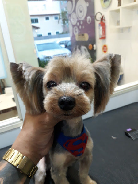 Foto 2 A Hora do Banho Pet Shop