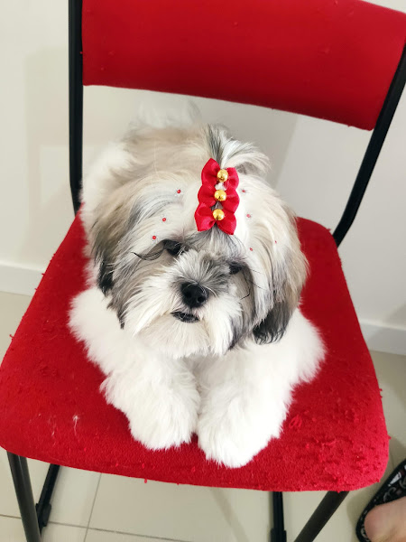 Foto 2 Puro Encanto - Pet Center