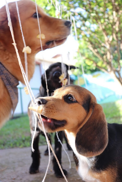 Foto 3 Puro Encanto - Pet Center