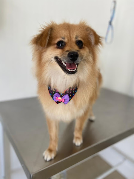 Foto 5 Puro Encanto - Pet Center Foto 5 Puro Encanto - Pet Center