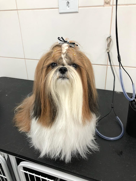 Foto 2 Rota dos Pets