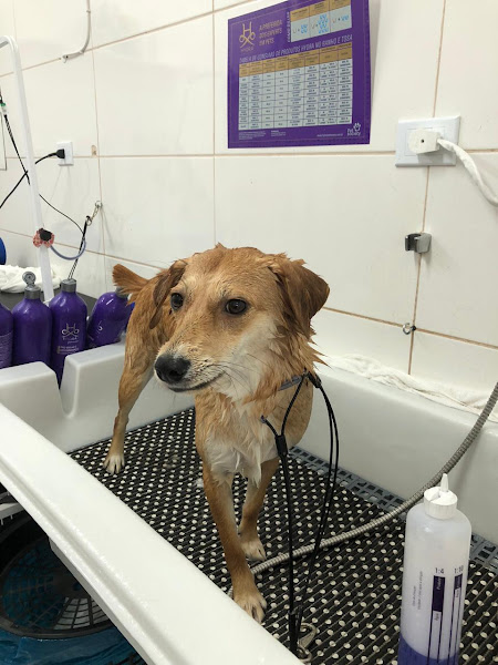 Foto 4 Rota dos Pets