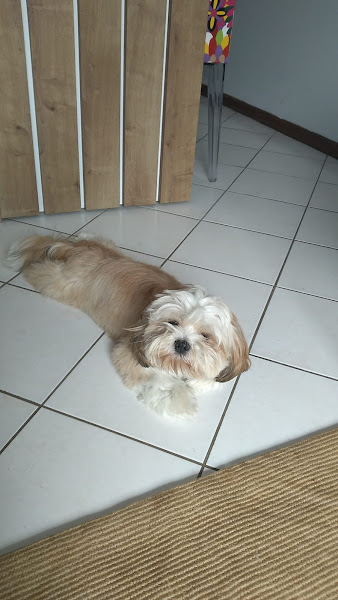 Foto 1 Hospital Veterinário Lovely Dog 24 horas