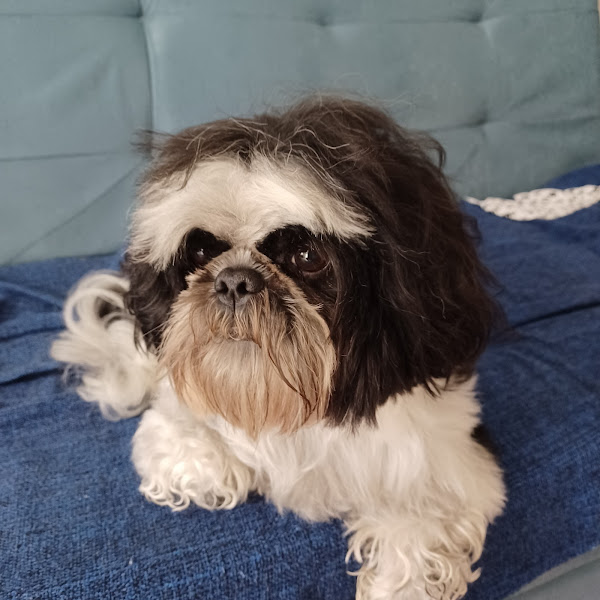 Novo Stilo Pet Shop Novo Stilo Pet Shop