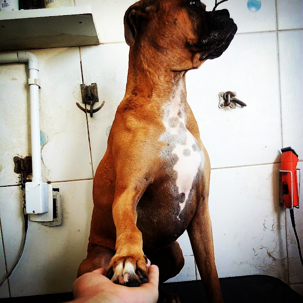 Foto 2 Novo Stilo Pet Shop