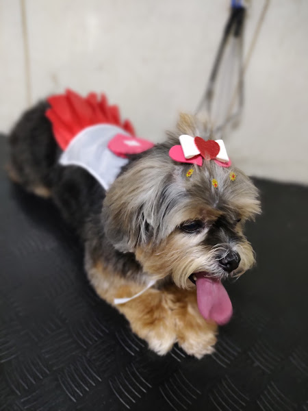 Foto 3 Novo Stilo Pet Shop