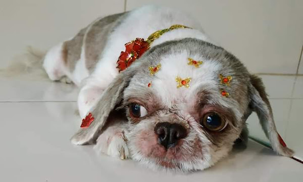 Foto 1 São Francisco Pet Center - Pet Shop / Veterinária Clínicas Geral e Integrativa / Banho e Tosa