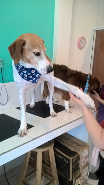 Foto 2 São Francisco Pet Center - Pet Shop / Veterinária Clínicas Geral e Integrativa / Banho e Tosa