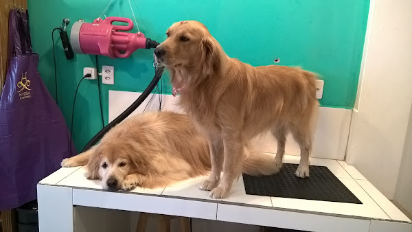 Foto 3 São Francisco Pet Center - Pet Shop / Veterinária Clínicas Geral e Integrativa / Banho e Tosa