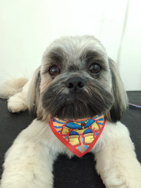 Foto 1 Fashion Dog Agropet