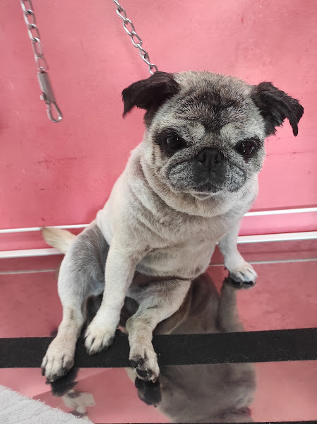 Foto 2 Fashion Dog Agropet