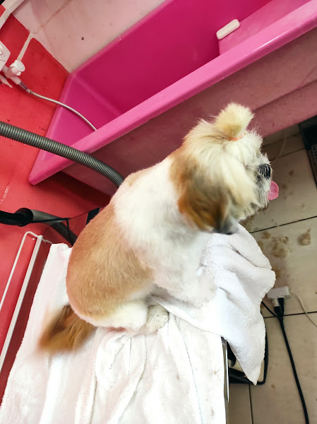 Foto 3 Fashion Dog Agropet