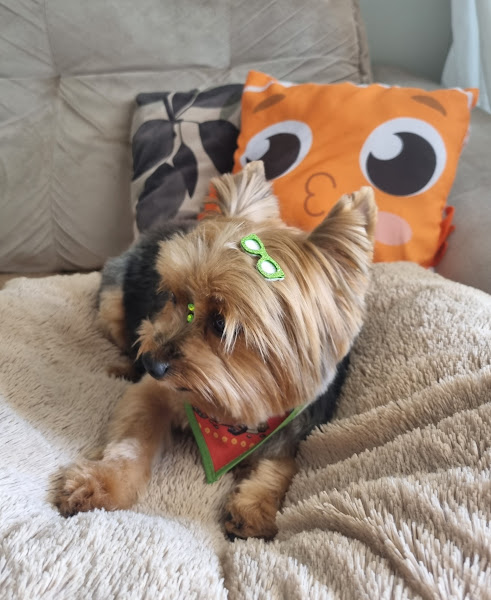 Foto 4 Fashion Dog Agropet Foto 4 Fashion Dog Agropet