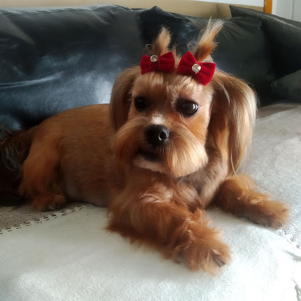 Foto 1 Banho e tosa  Cão Miado pets