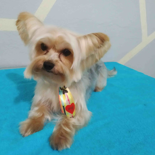 Foto 2 Banho e tosa  Cão Miado pets