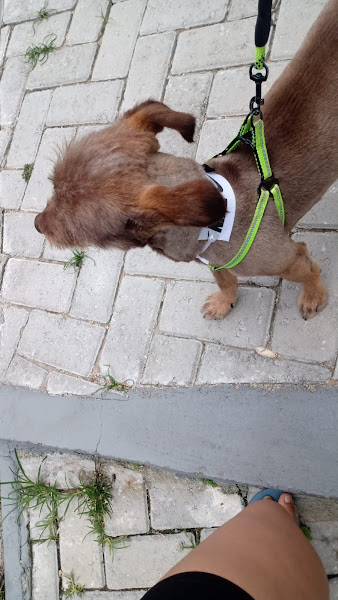 Foto 3 Banho e tosa  Cão Miado pets