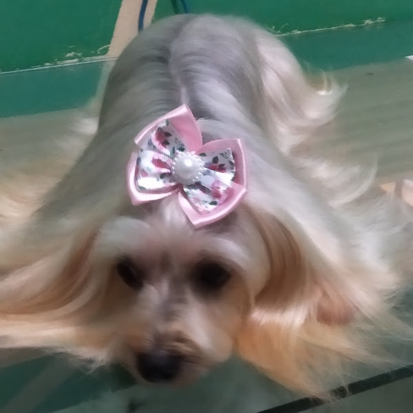 Foto 4 Banho e tosa  Cão Miado pets