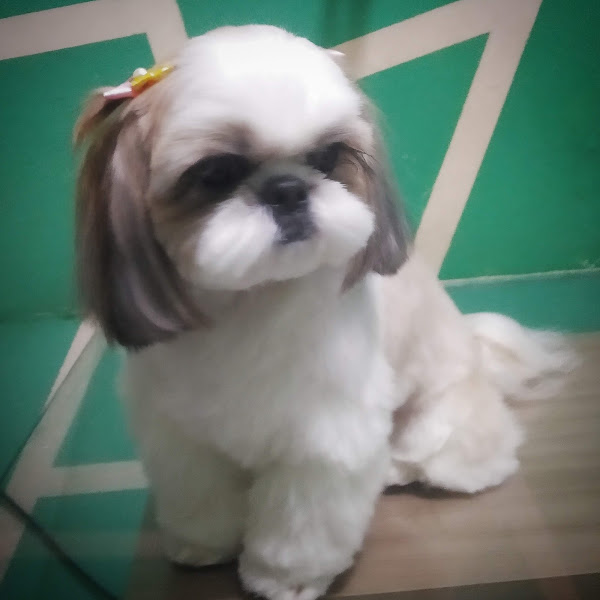 Foto 5 Banho e tosa  Cão Miado pets