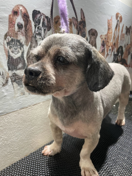 Foto 2 Your Pet Banho e Tosa