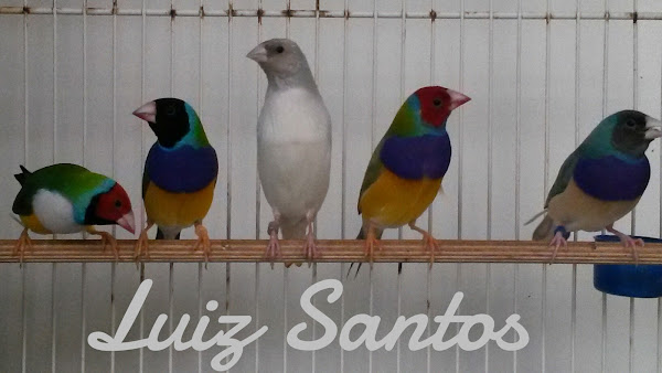 Foto 4 Gould Floripa