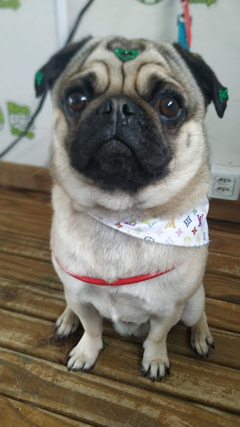 Foto 2 Eco Pet Shop Foto 2 Eco Pet Shop