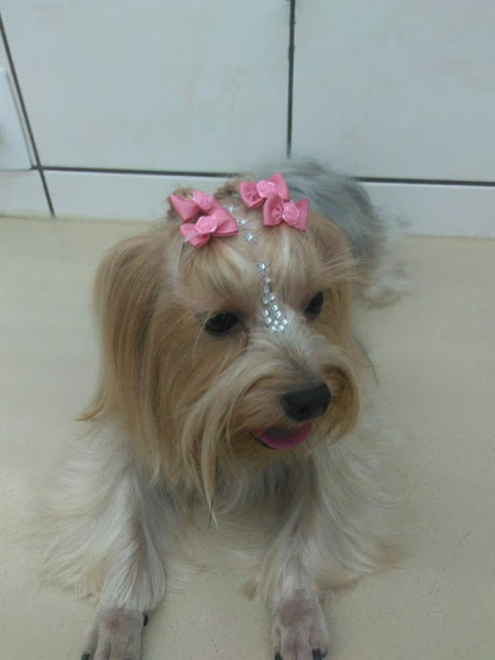 Foto 1 Clínica Veterinária Doctor Pet