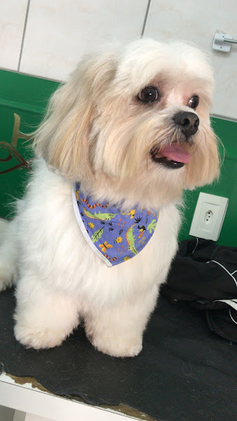 Foto 2 Clínica Veterinária Doctor Pet