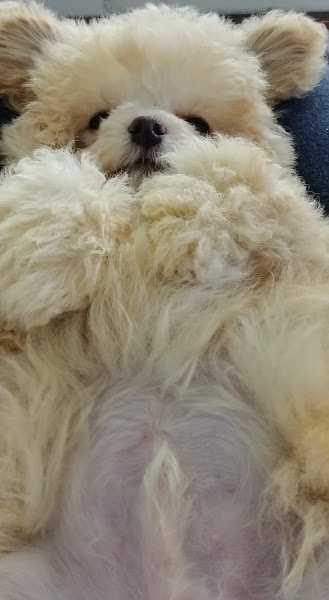 Foto 3 Village Pet & Vet