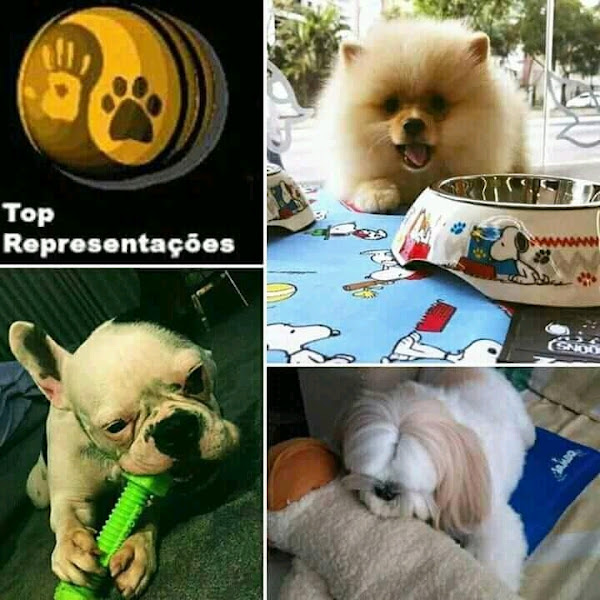 Top Representações Pet Accessories