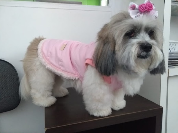 Foto 4 Pet Shop Bicho Urbano