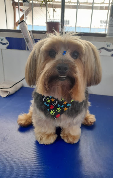 Mania de Cão - Estética Canina