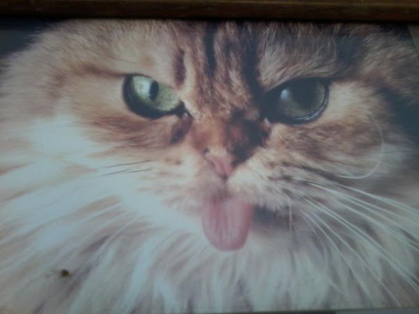 Foto 1 Mania de Cão - Estética Canina