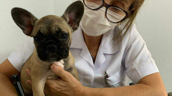 Med Cão Clínica Veterinária