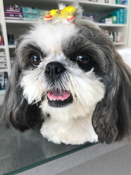 Foto 4 Med Cão Clínica Veterinária