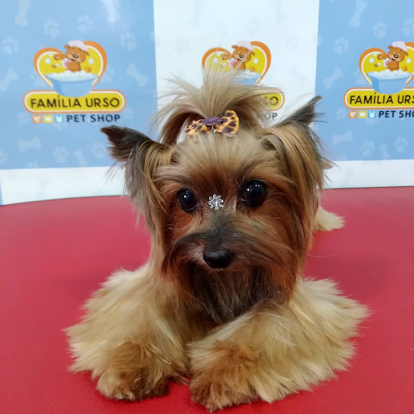 Foto 1 PET SHOP FAMÍLIA URSO