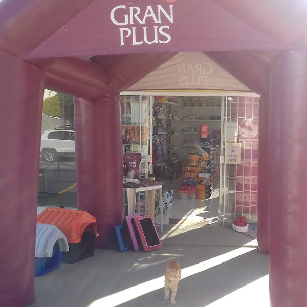 Cão da Ilha Agropecuaria - Mercado dos Bichos