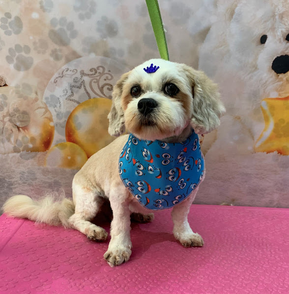 Foto 1 Pet Shop Peludinho