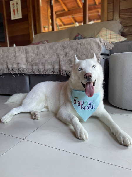 Foto 2 Estilo Pet Shop Foto 2 Estilo Pet Shop