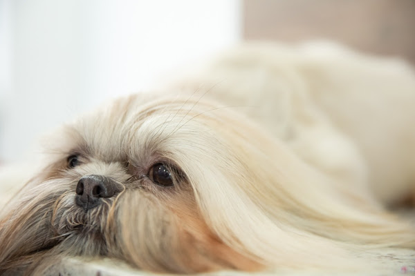 Foto 3 Clínica Veterinária e Pet Shop Jully Maria