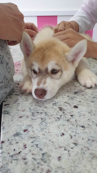 Foto 4 Clínica Veterinária e Pet Shop Jully Maria