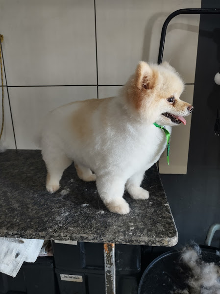 Foto 1 Pet Shop Bicho VIP