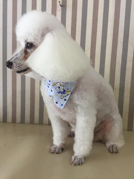 Foto 1 Spa Pet Kanini