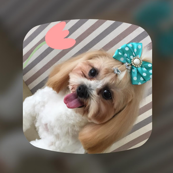 Foto 3 Spa Pet Kanini