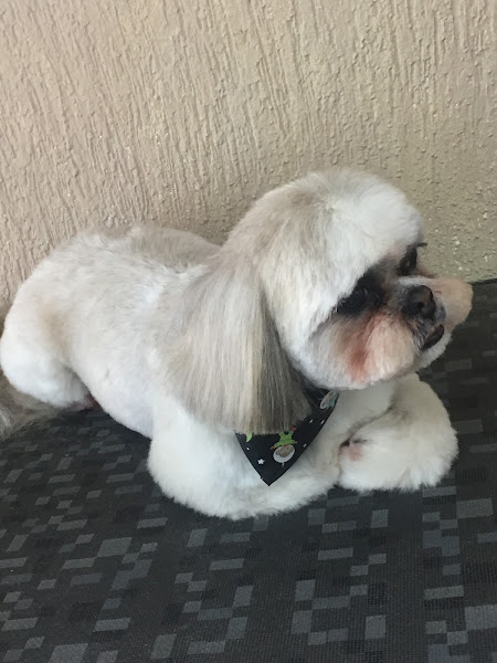 Foto 4 Spa Pet Kanini