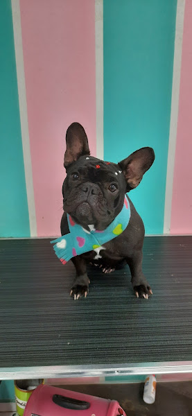 Pet & Gatô Estética Animal