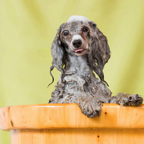 Clínica Veterinária Capoeiras