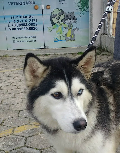 Foto 1 Bicho de Praia