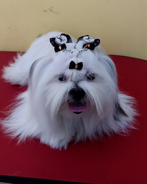 Foto 1 Pets Banho e tosa